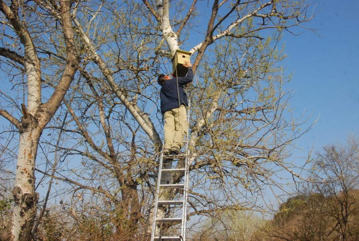 Ξύλινα σπιτάκια για πουλιά τοποθέτησε σε δέντρα ο Φορέας Διαχείρισης Δέλτα Αξιού – ΦΩΤΟ
