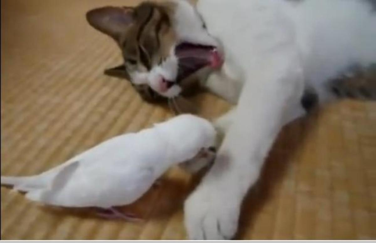 Chat=Avenue.Com