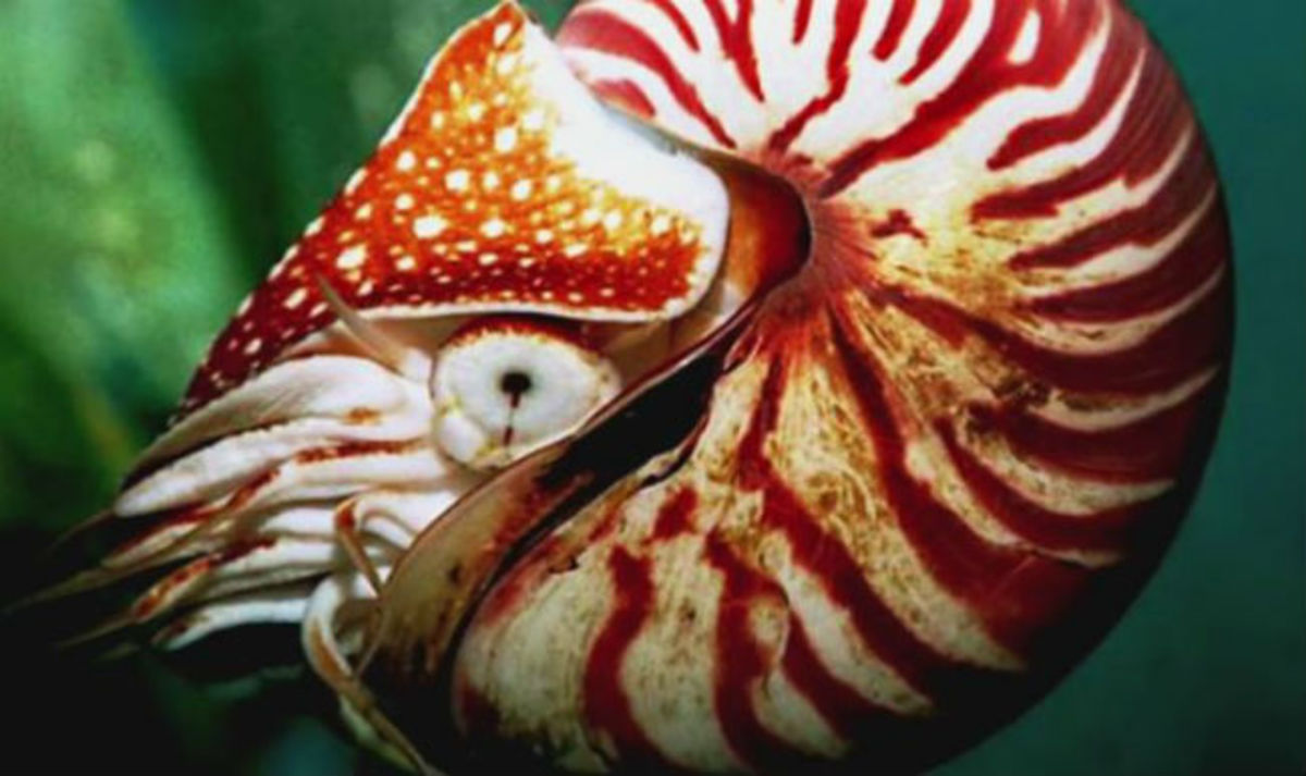 Δείτε τα προϊστορικά ζώα που ζουν μέχρι σήμερα (ΒΙΝΤΕΟ)