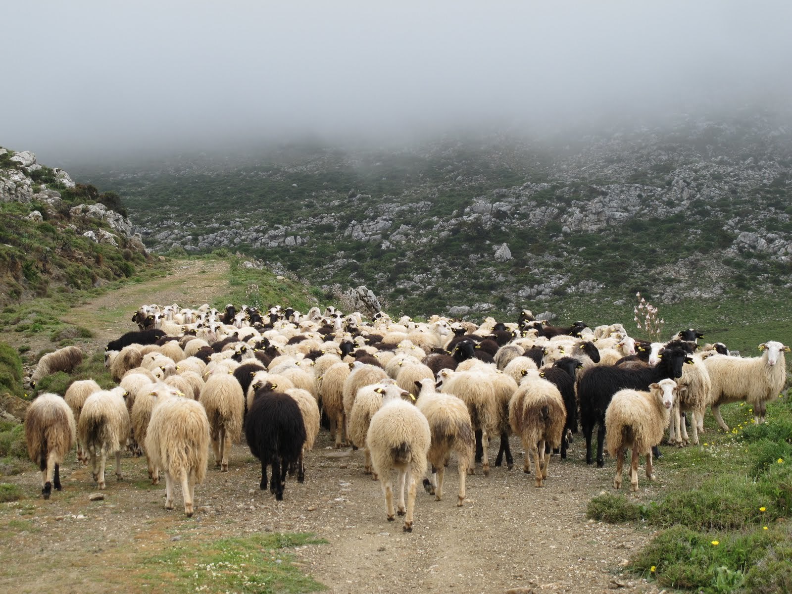 Ράδιο Αρβύλα: Ο Σύνδεσμος Ελληνικής Κτηνοτροφίας στηρίζει την ΕΡΤ!