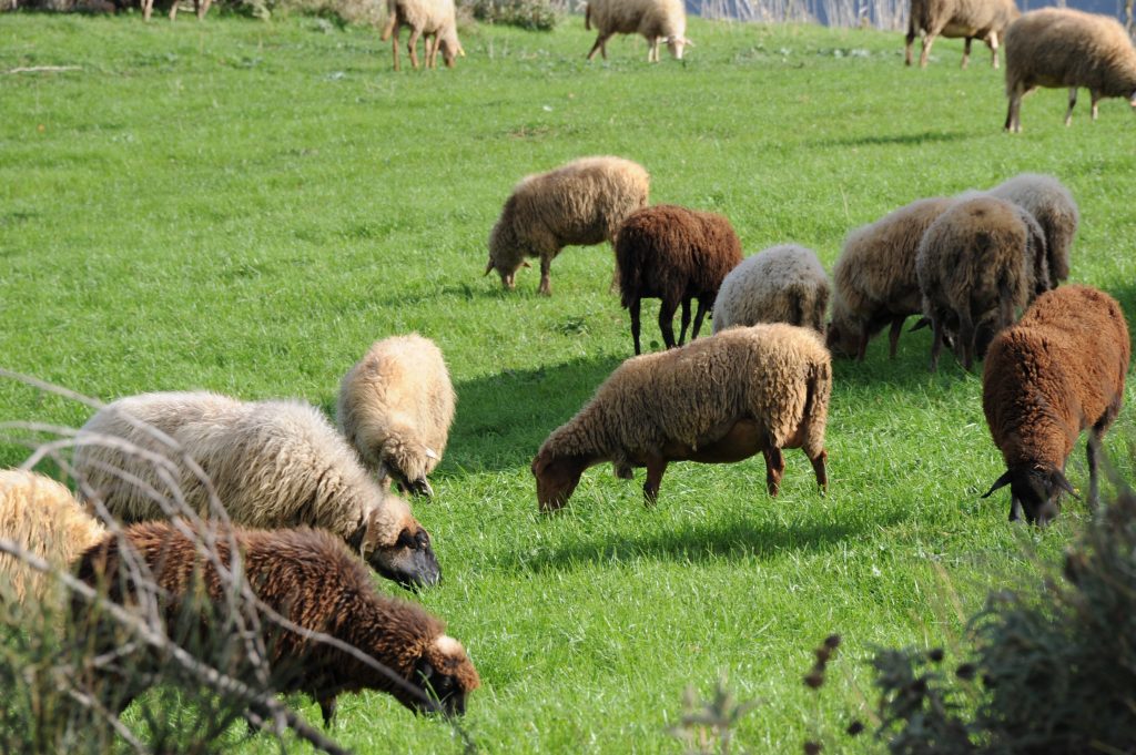 Μαγνησία: Του άδειασαν το μαντρί!