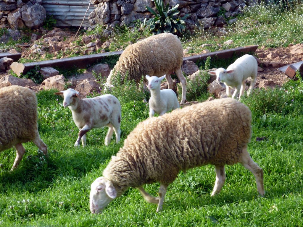 Μπήκαν… οι κλεφτες στο μαντρί!