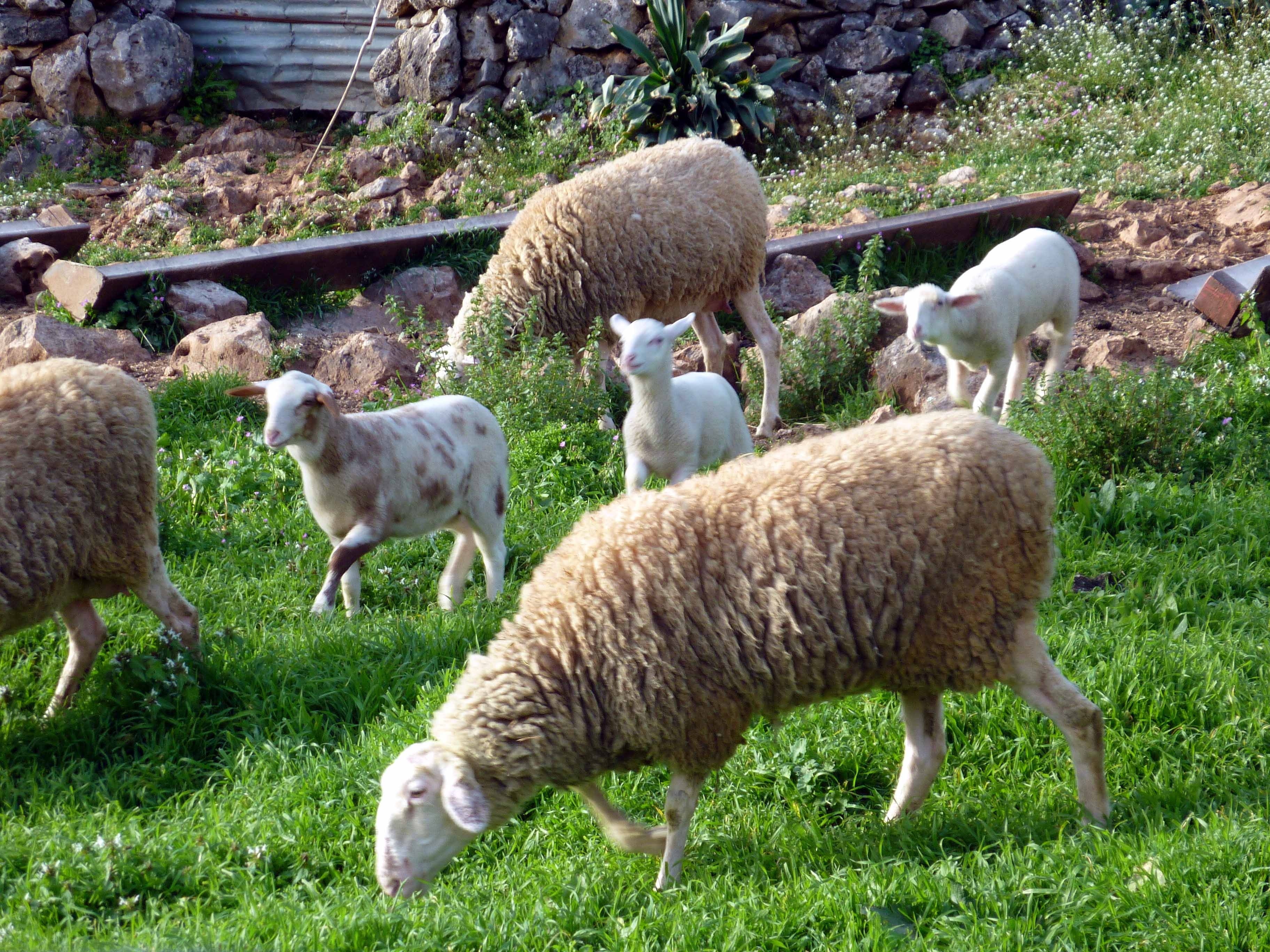 Μπήκαν… οι κλεφτες στο μαντρί!