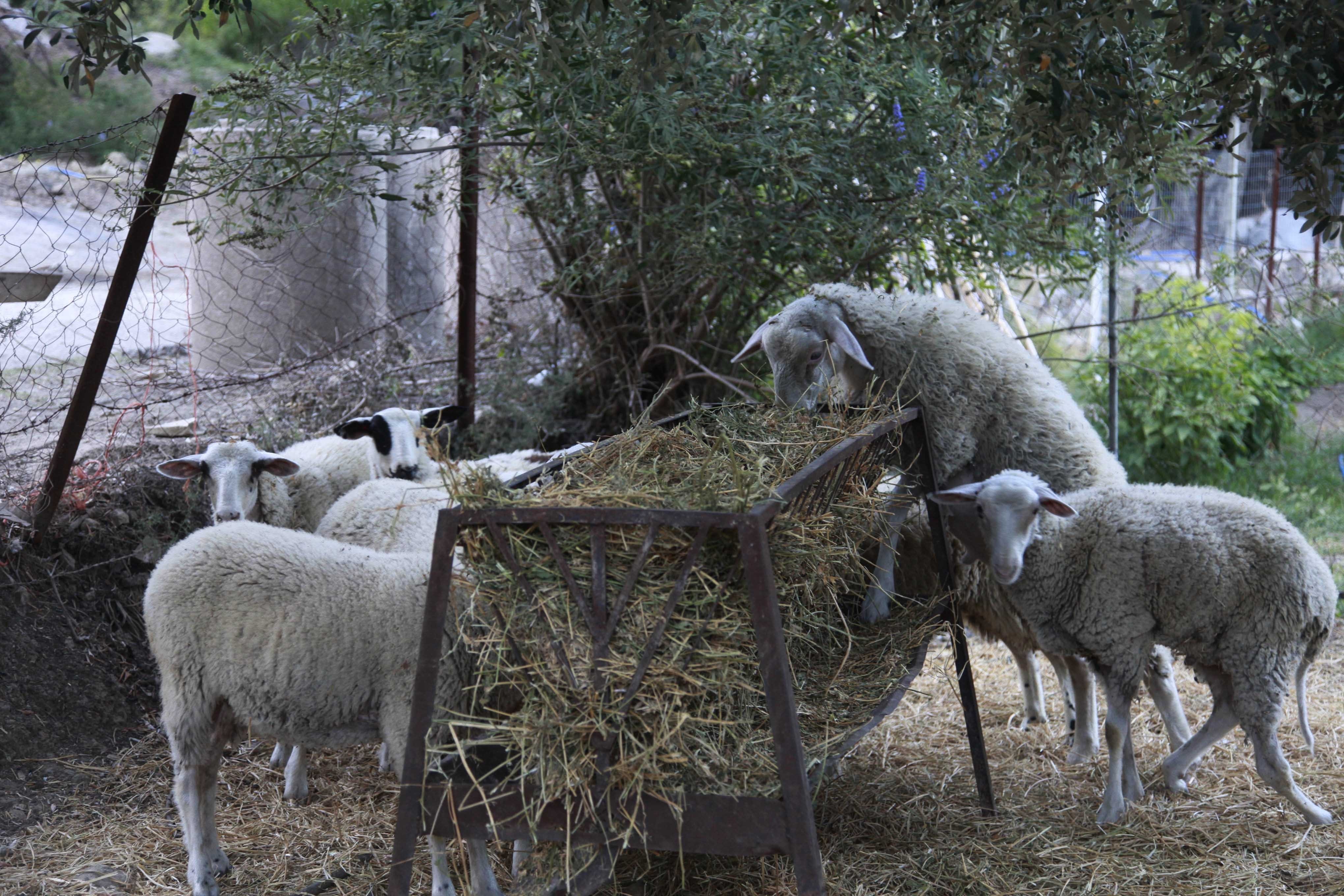 Ηλεία: Κάηκαν ζωντανά πρόβατα στην στάνη