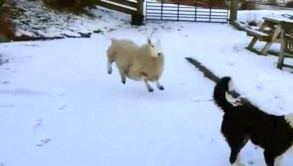 Το πρόβατο που νομίζει ότι είναι σκύλος (βίντεο)