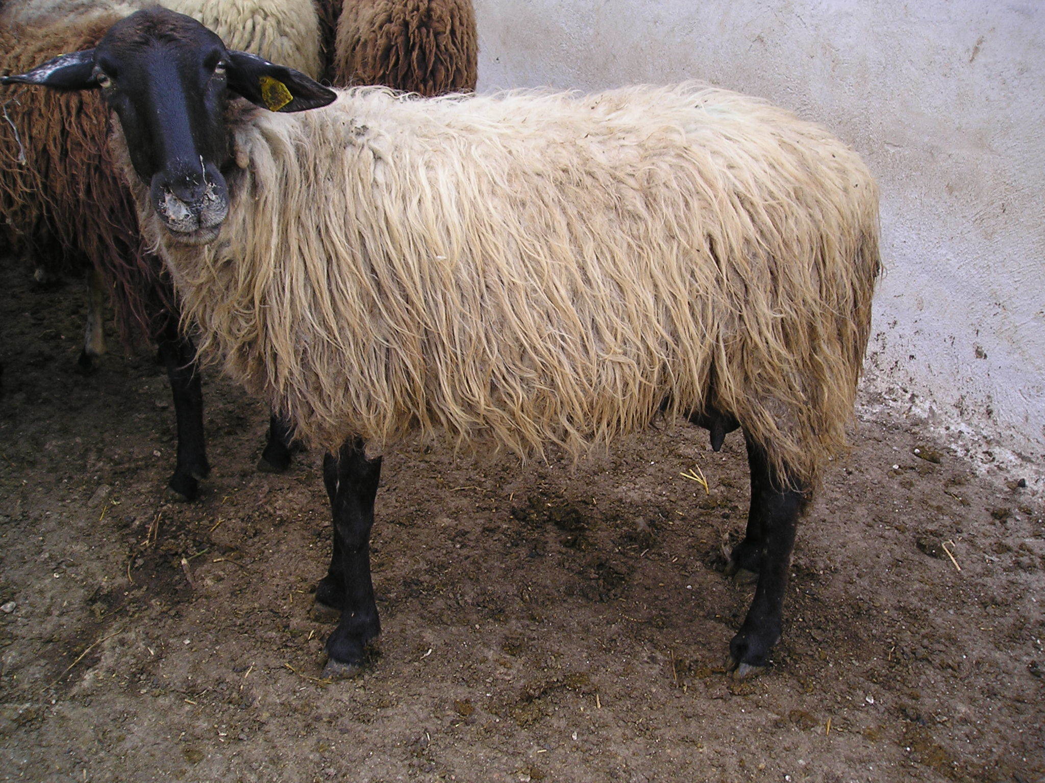 Μαγνησία: Κατακρεούργησε πρόβατο σε αυλή σπιτιού – Η άγνωστη εισβολή που είχε προηγηθεί