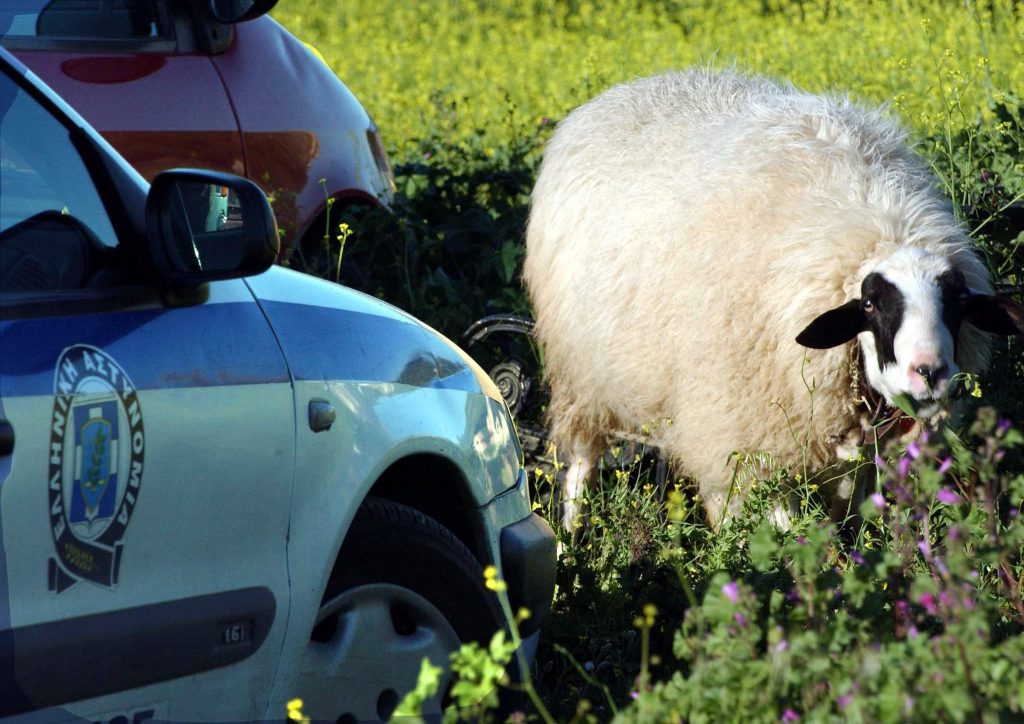 Το τρένο χτύπησε το πρόβατο… και το πρόβατο το βοσκό!