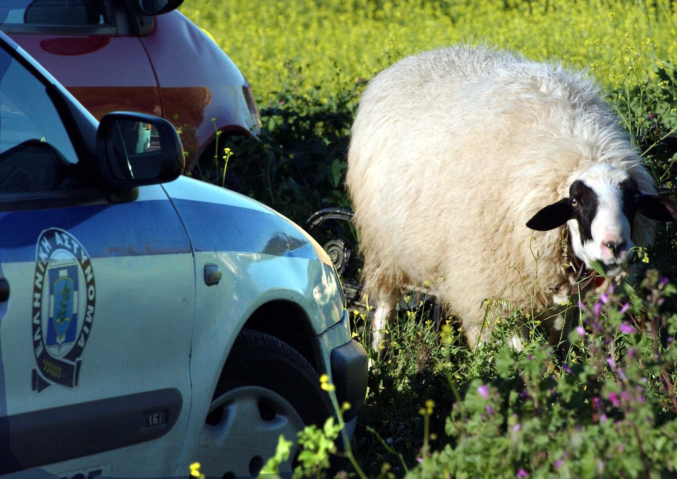 Το τρένο χτύπησε το πρόβατο… και το πρόβατο το βοσκό!