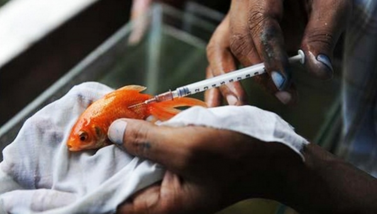 Και όμως ισχύει: Νοσοκομείο για ψάρια!!! (ΦΩΤΟ)