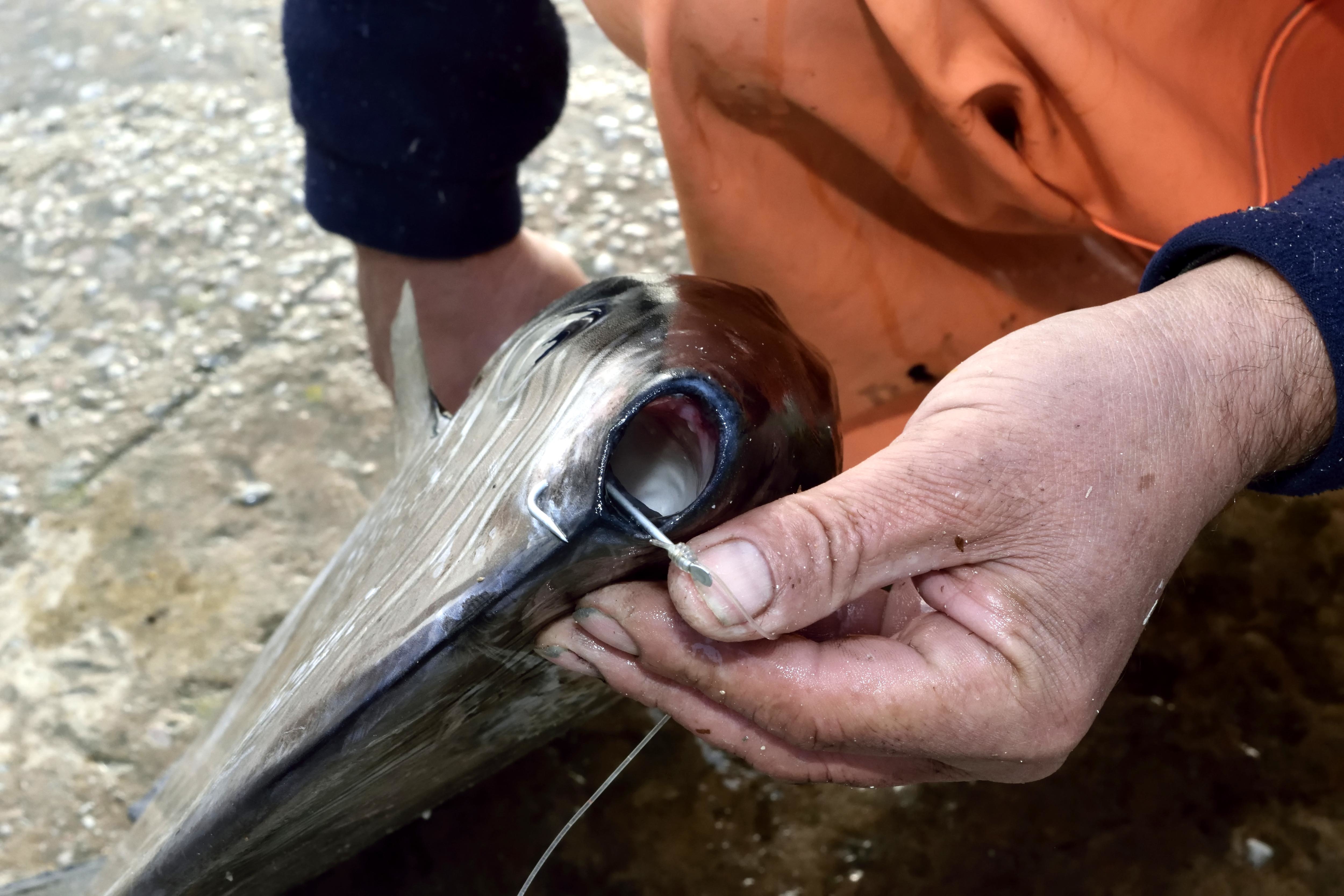 Δείτε το σπάνιο ψάρι “προπέλα” που έπιασε ψαράς στην Σκόπελο! – ΦΩΤΟ