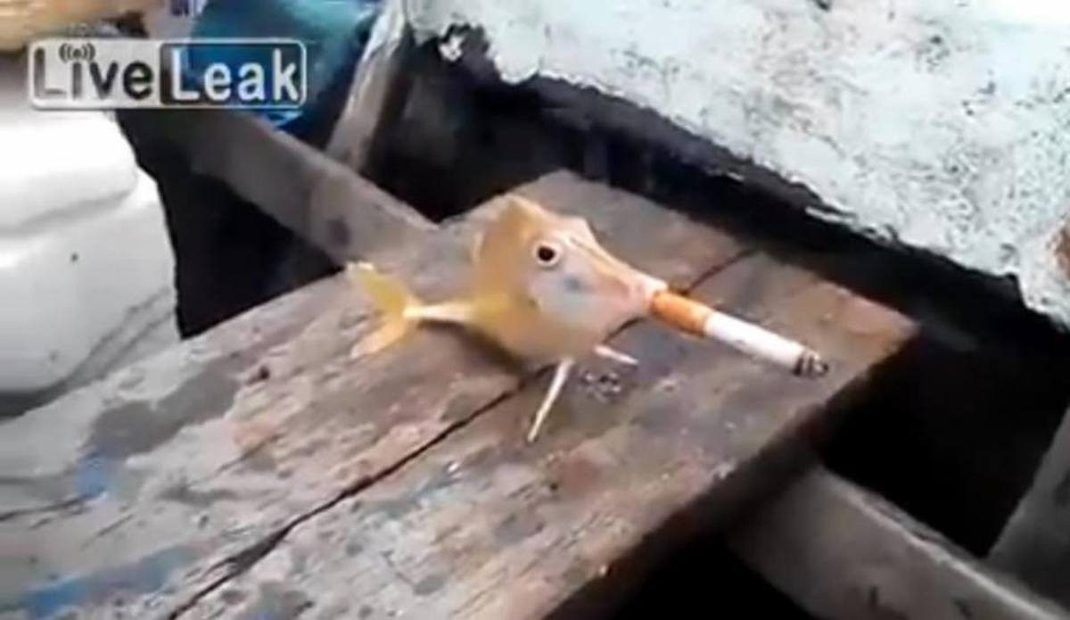 Ανάγκασαν ψάρι να… καπνίσει (VIDEO)