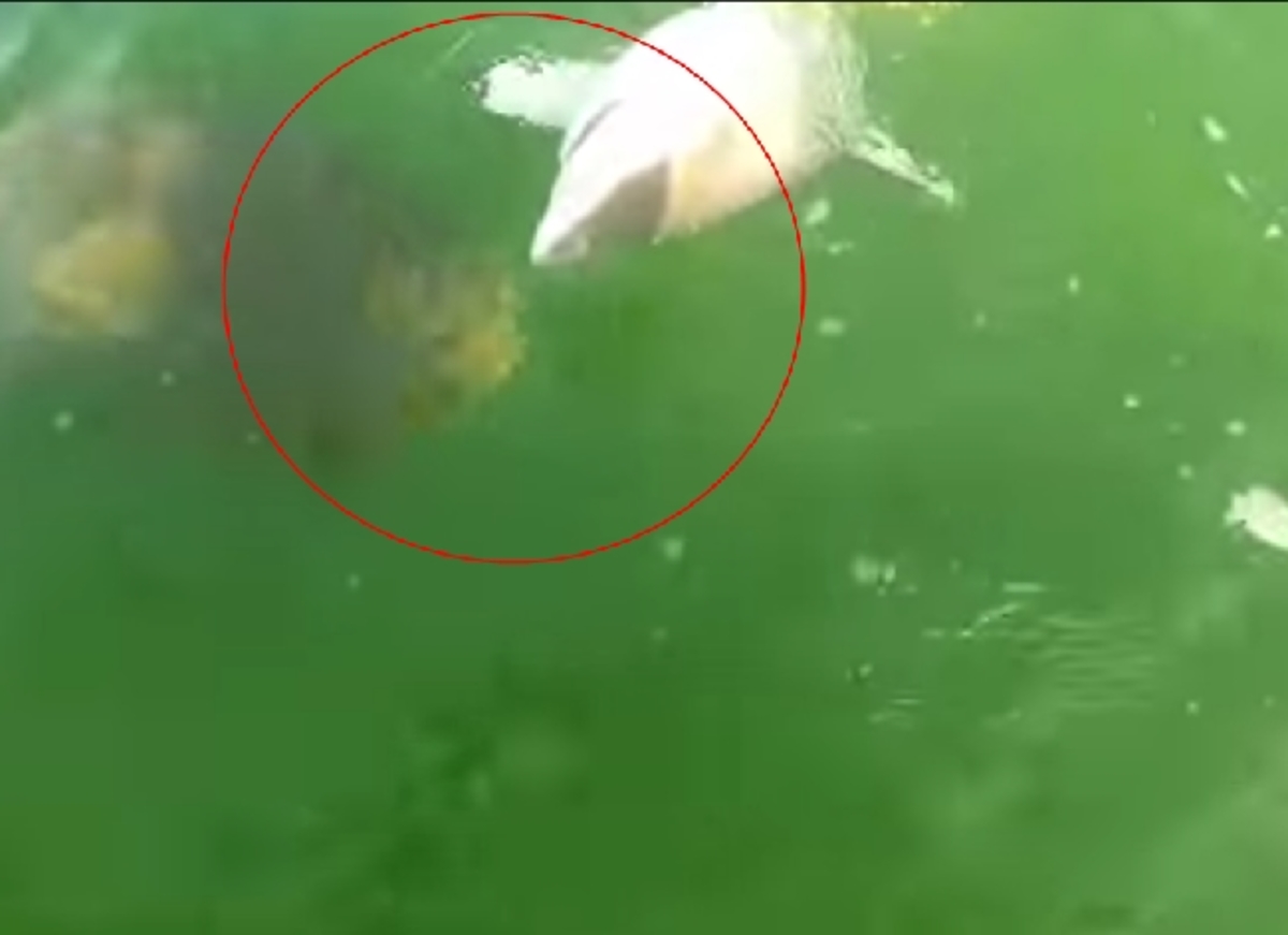 Γιγάντια σφυρίδα «κατάπιε» καρχαρία! Απίστευτο βίντεο!