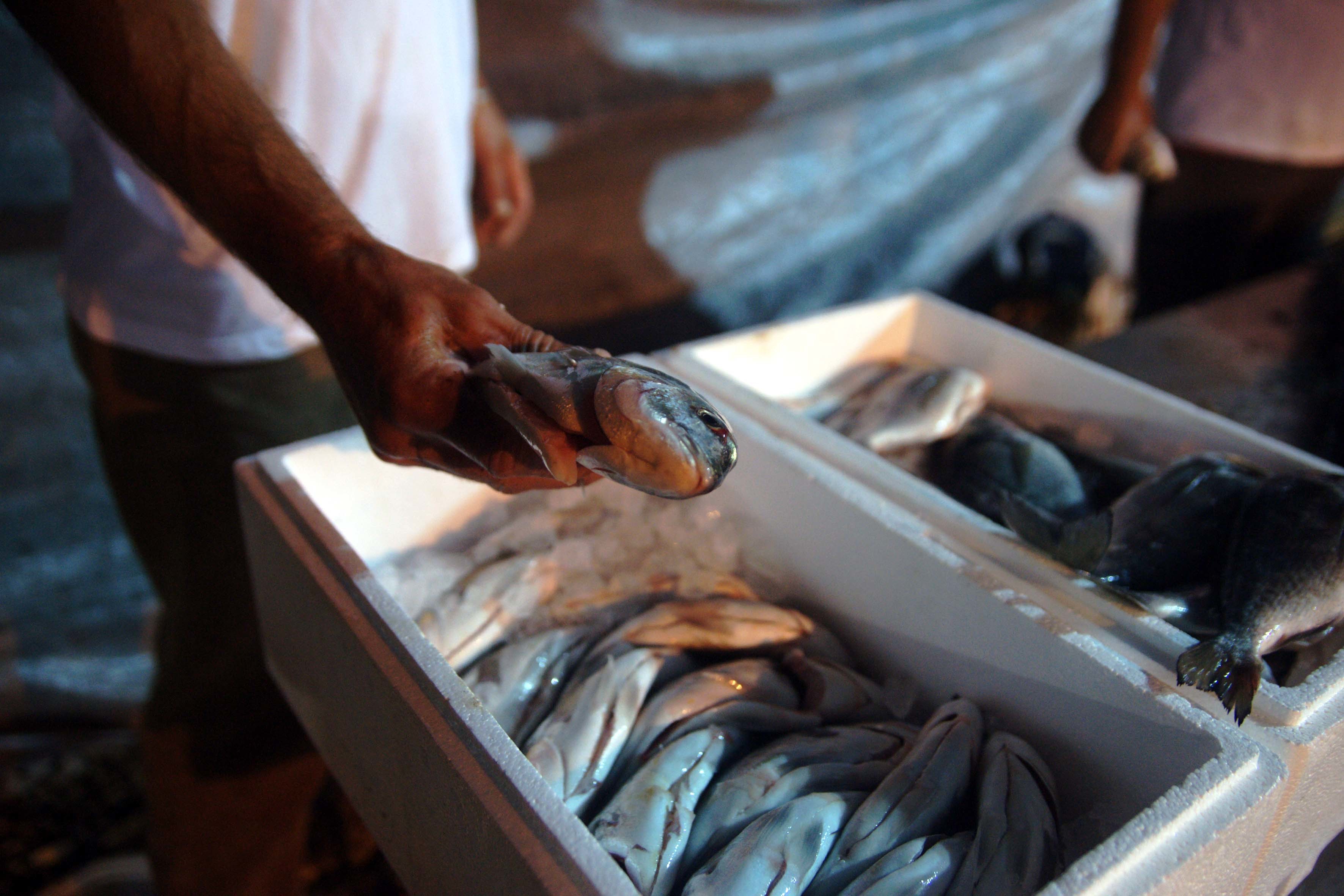 Κατασχέθηκαν 4 τόνοι ψαριών που θα έστελναν σε ιδρύματα
