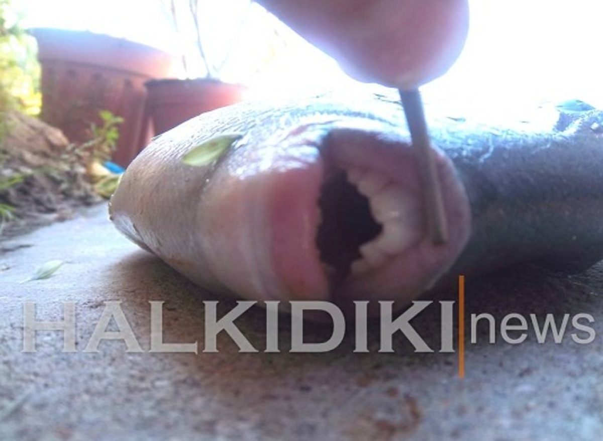 Χαλκιδική: Στα δίχτυα του ένα ψάρι με ανθρώπινα δόντια – Δείτε φωτό!