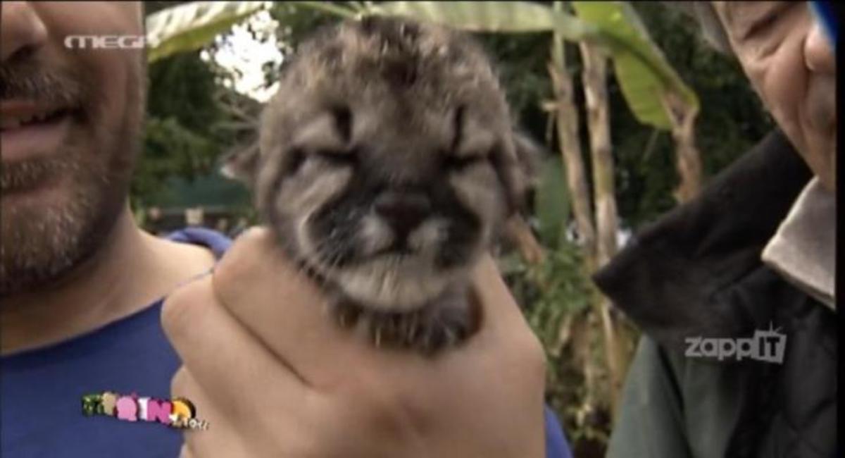 Νέζος για νεογέννητο puma: “Ααα…Το έπνιξα;’