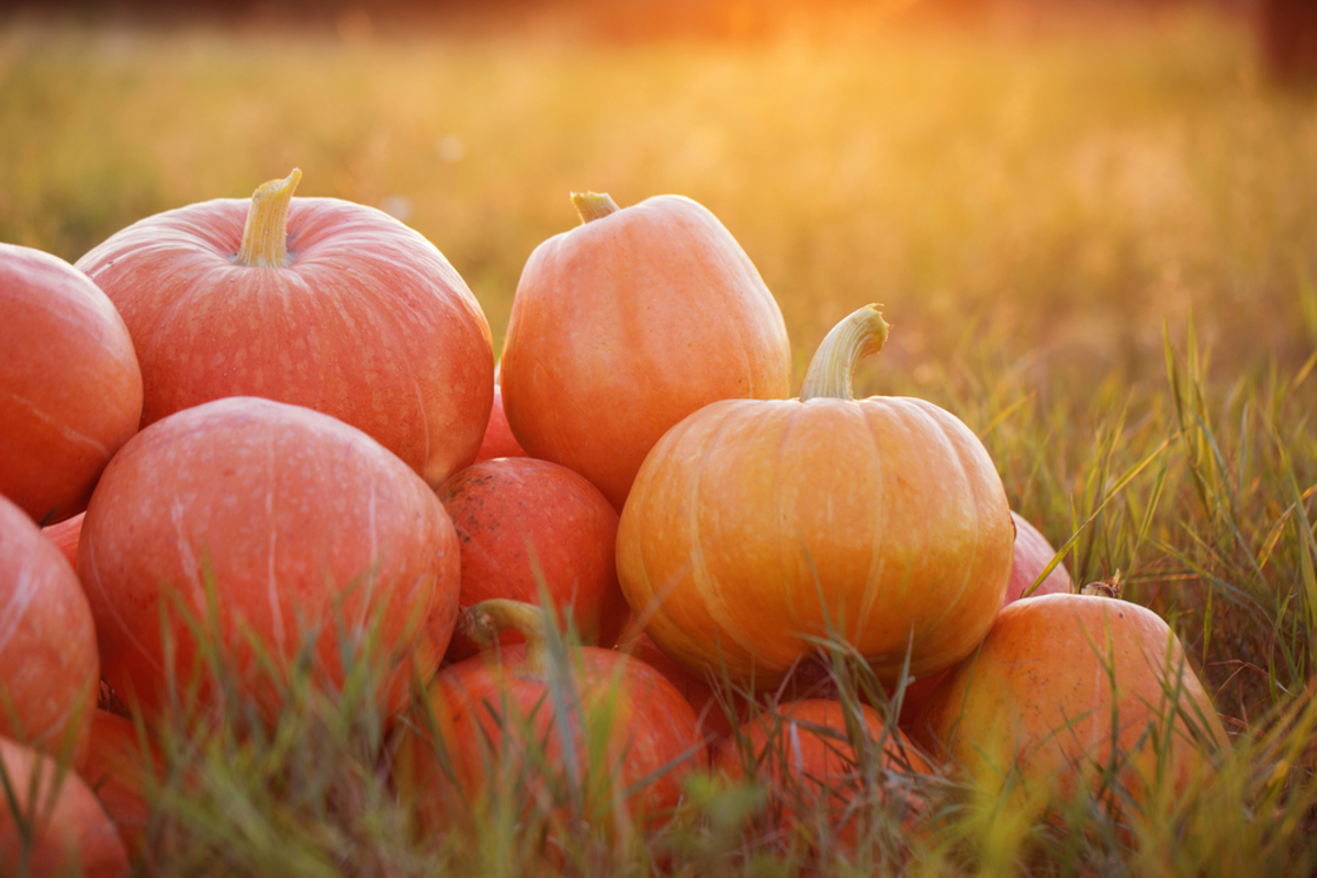Καιρός για κολοκύθα! Φτιάξε πανεύκολες και ξεχωριστές συνταγές…