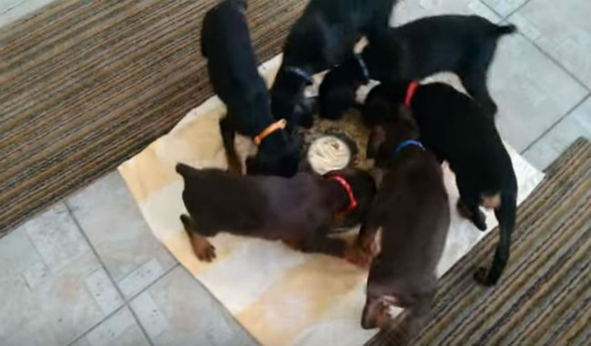 Ξεκαρδιστικό βίντεο: Aυτά τα κουταβάκια τρώνε το φαγητό τους κάνοντας κύκλους!