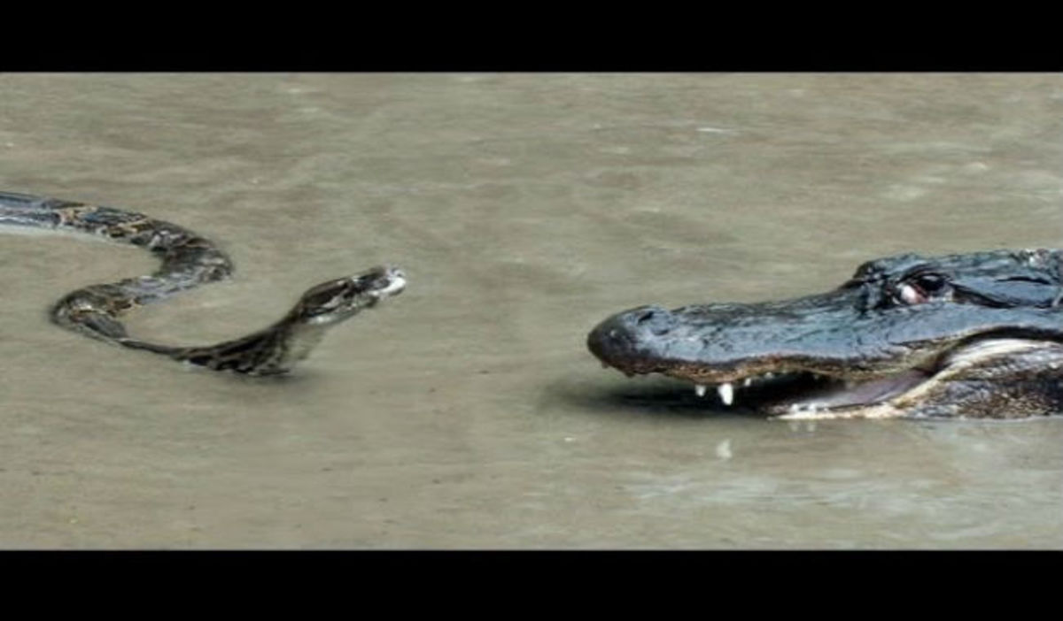 Επική μάχη ανάμεσα σε πύθωνα και αλιγάτορα – Δείτε τι έγινε! (ΒΙΝΤΕΟ)