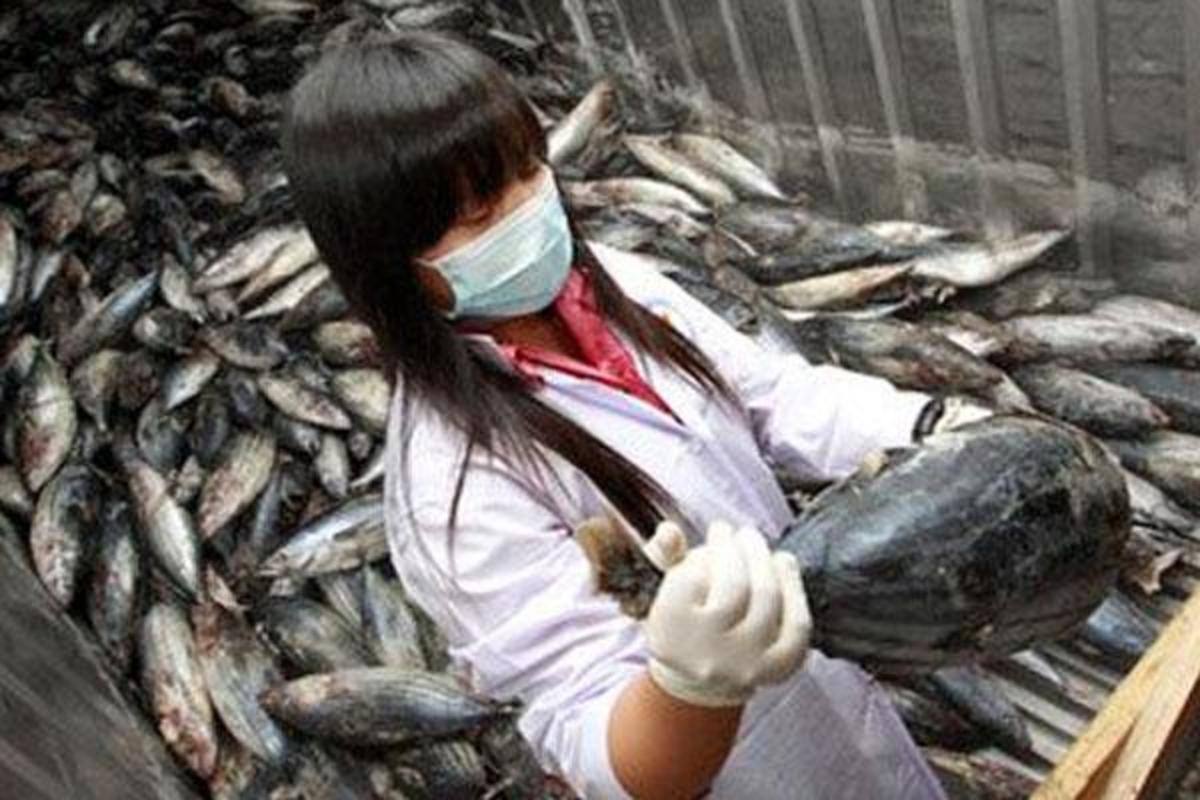 Ραδιενεργά για μια δεκαετία ακόμα τα ψάρια στη Φουκουσίμα