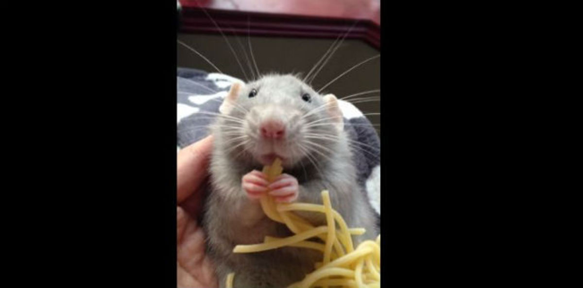 Ο Ratatouille υπάρχει στ’αλήθεια! Δείτε τον να τρώει μακαρόνια (ΒΙΝΤΕΟ)