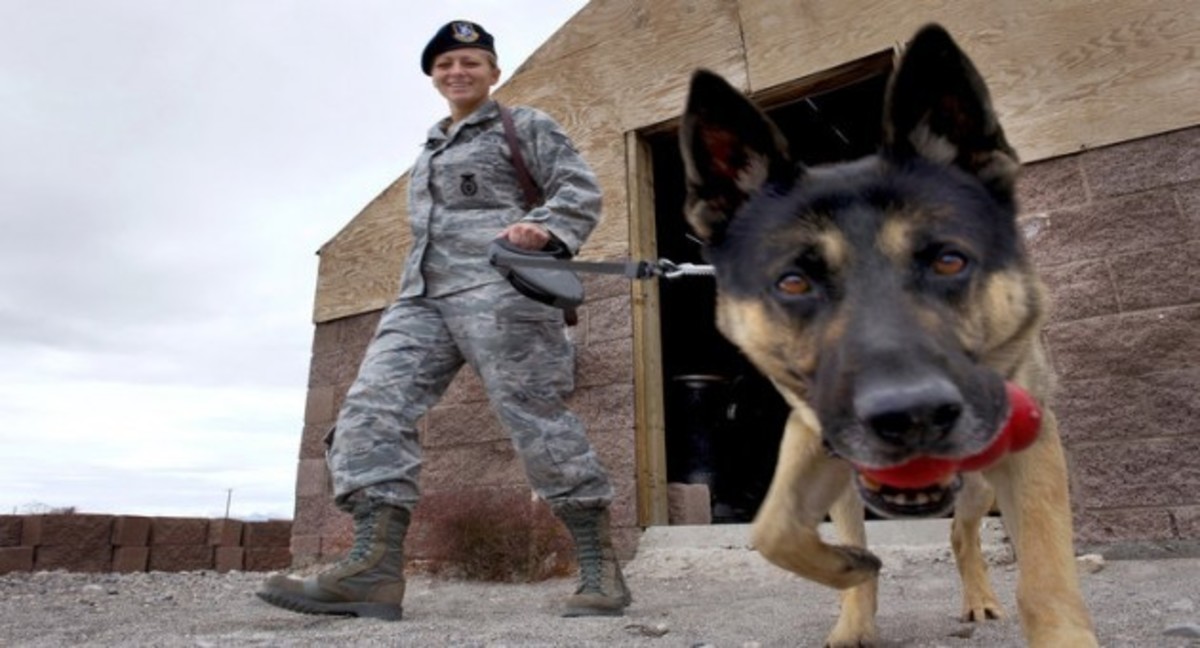 Πήρε σύνταξη ο βετεράνος Ρεξ! Ο πιο “παλιός” στρατιωτικός σκύλος!