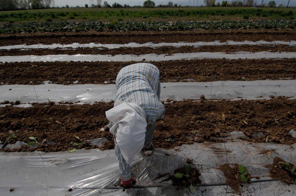 Οι Ελληνες ΣΝΟΜΠΑΡΟΥΝ τη δουλειά στα χωράφια την ώρα που ανεργία καλπάζει