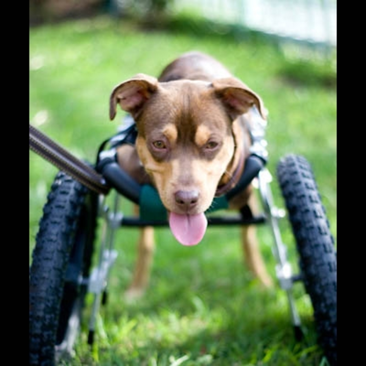 Τα παιδιά του Τζάκσον βοηθάνε ανάπηρο σκυλάκι