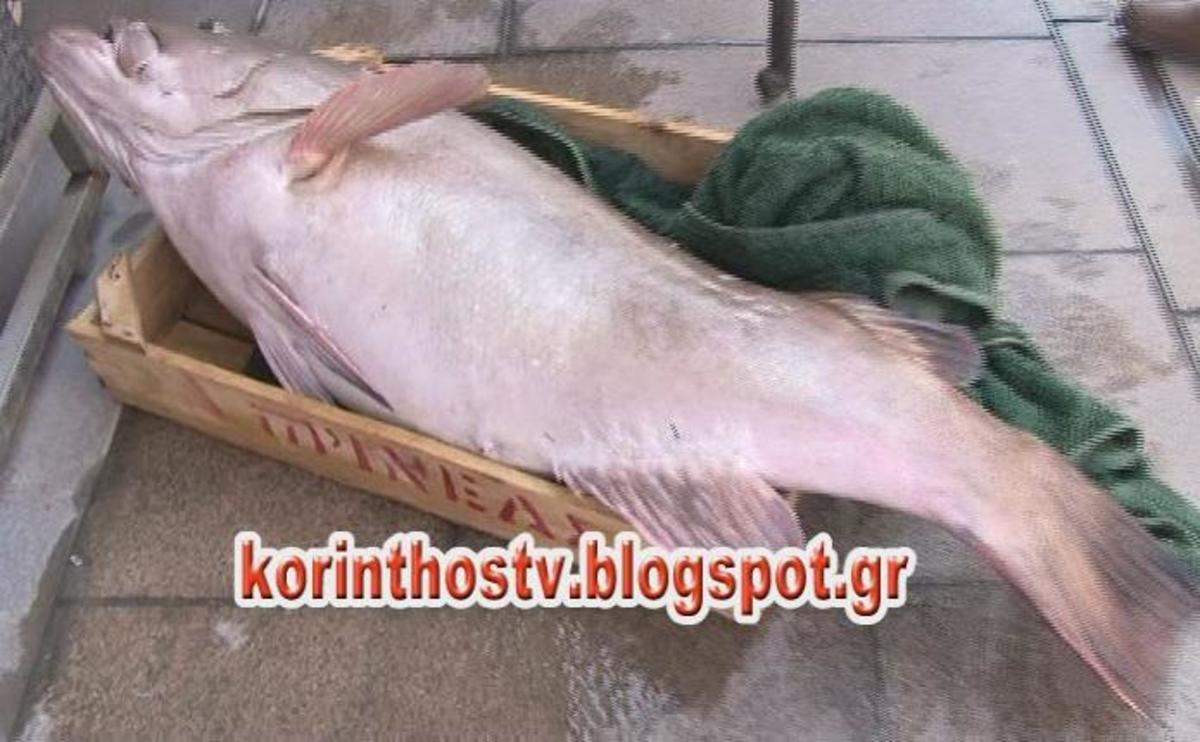 ΦΩΤΟ από το korinthostv
