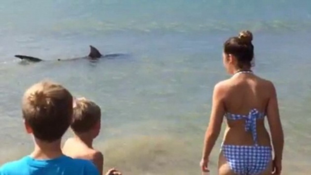 Καρχαρίας βγήκε στην παραλία