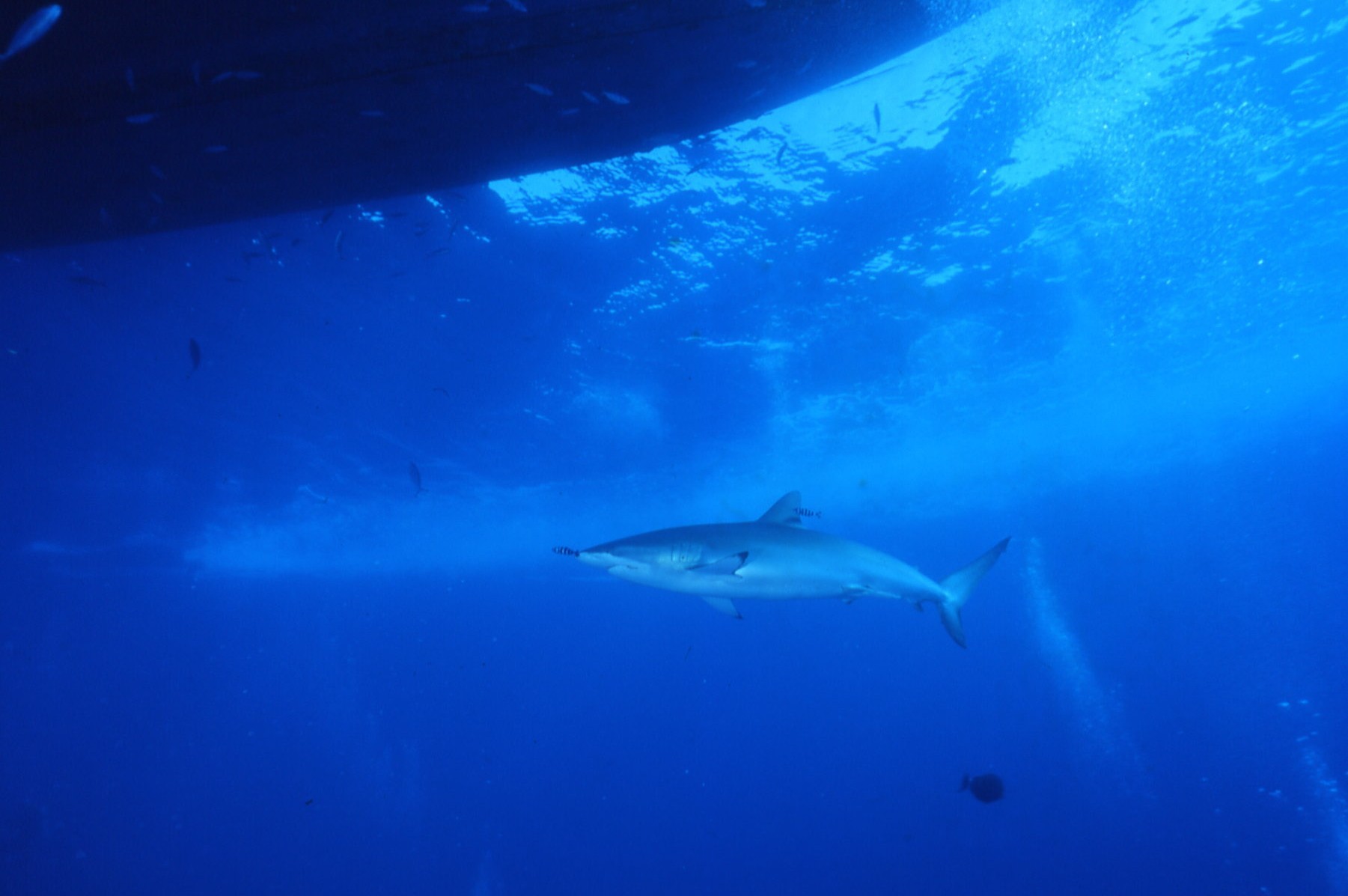 Εφιάλτης στην Ερυθρά Θάλασσα – Καρχαρίες επιτέθηκαν σε τουρίστες!