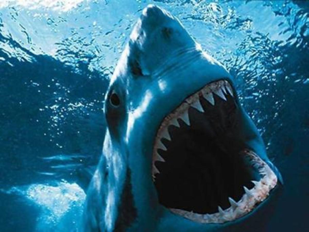 Βρήκε φριχτό θάνατο στα σαγόνια του καρχαρία