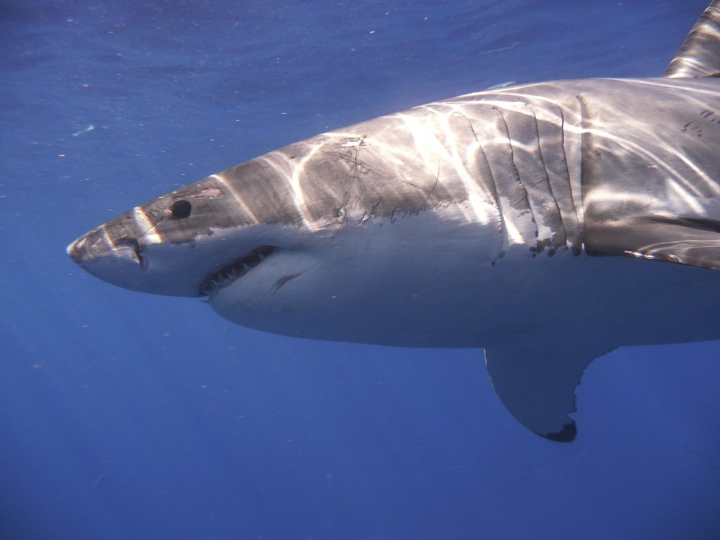 Ερυθρά Θάλασσα: Στα σαγόνια καρχαρία βρέθηκαν 5 κολυμβητές