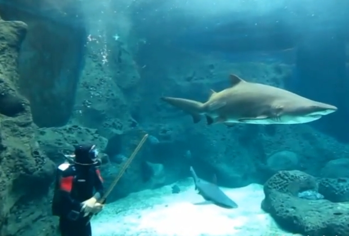 Καθάρισε το ενυδρείο παρέα μ’ ένα καρχαρία! Δείτε βίντεο