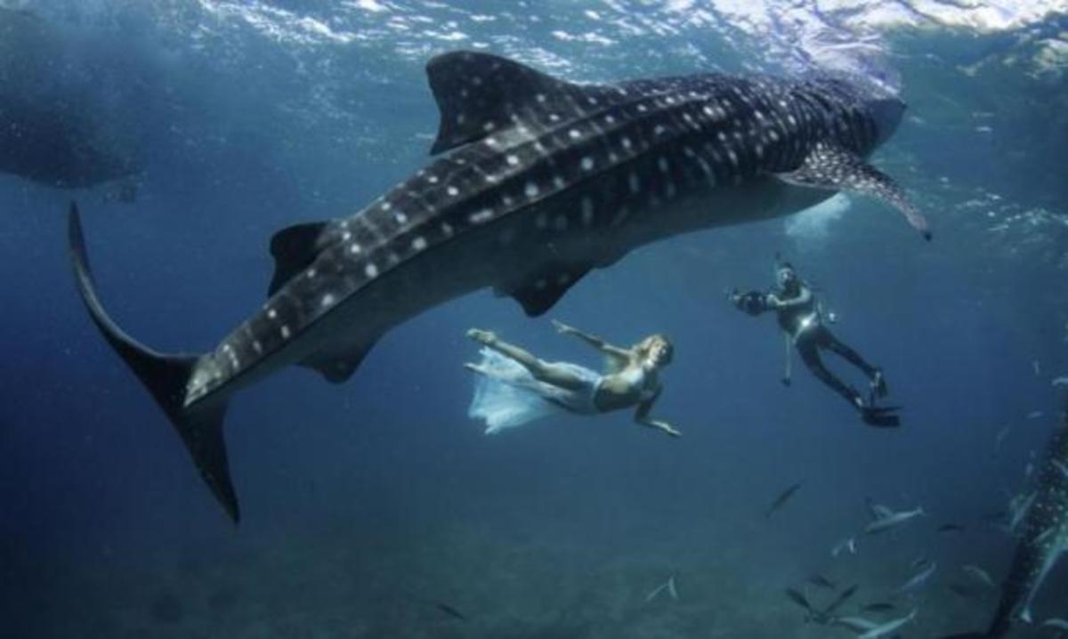 Strike a poze με… φαλαινοκαρχαρίες! Δες τις απίστευτες φωτογραφίες των μοντέλων στον βυθό!