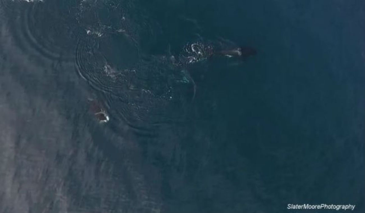 Συγκλονιστικό: Κοπάδι από φάλαινες – όρκες κατασπάραξε έναν καρχαρία! (vid)