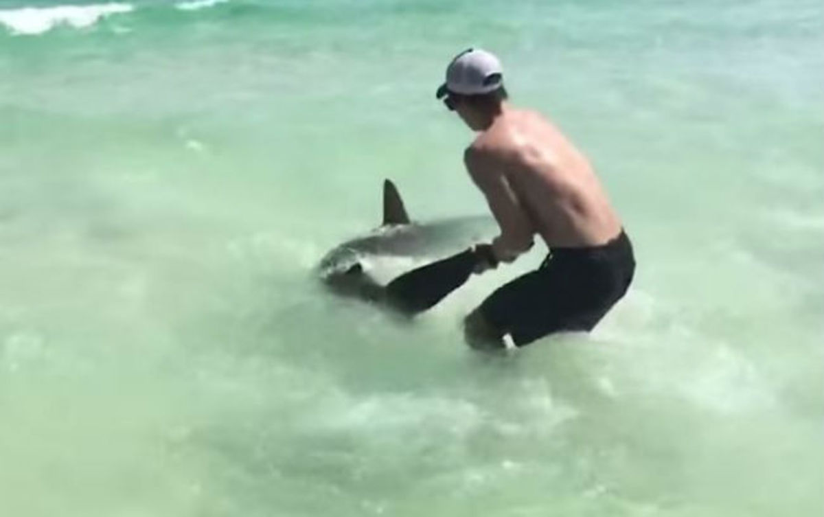 Eπιχείρηση διάσωσης για έναν τεράστιο καρχαρία (ΒΙΝΤΕΟ)