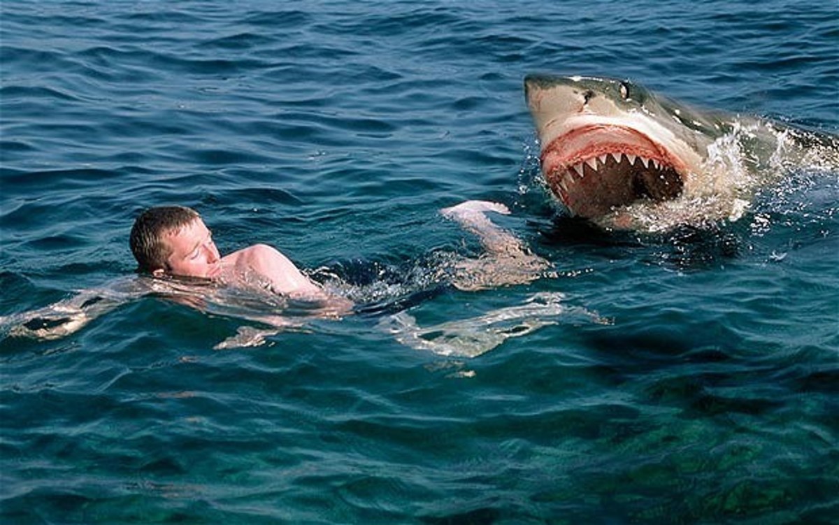 Πήγε για κολύμπι και… τον κατασπάραξε καρχαρίας!