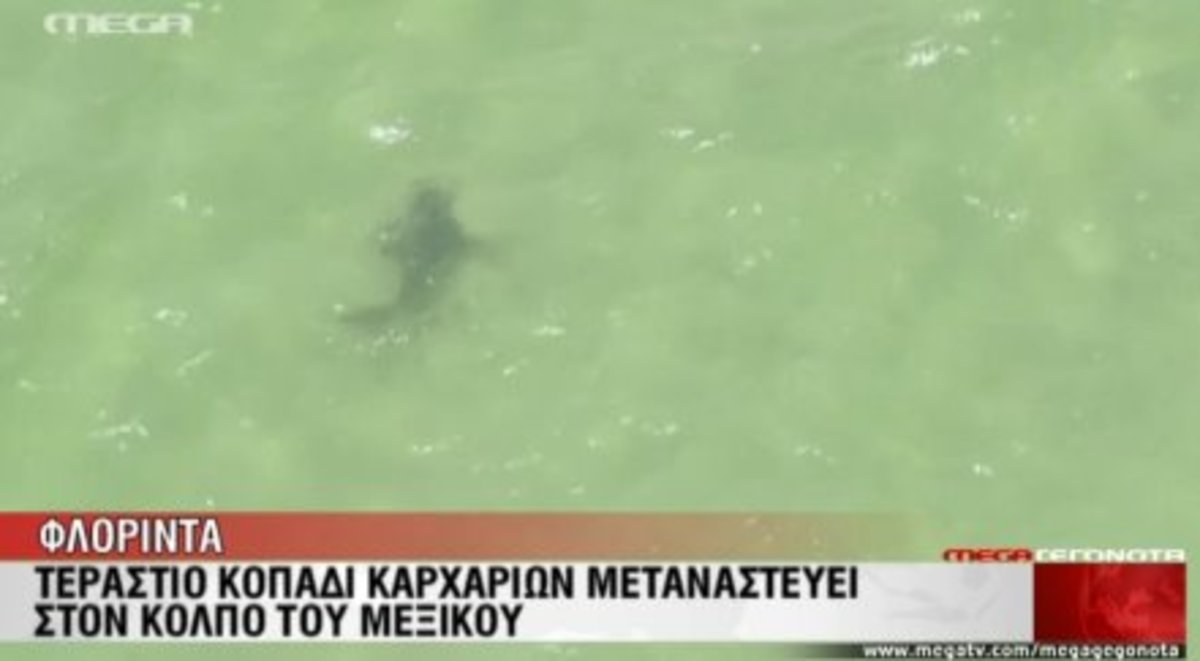 Κοπάδι καρχαριών μεταναστεύει!