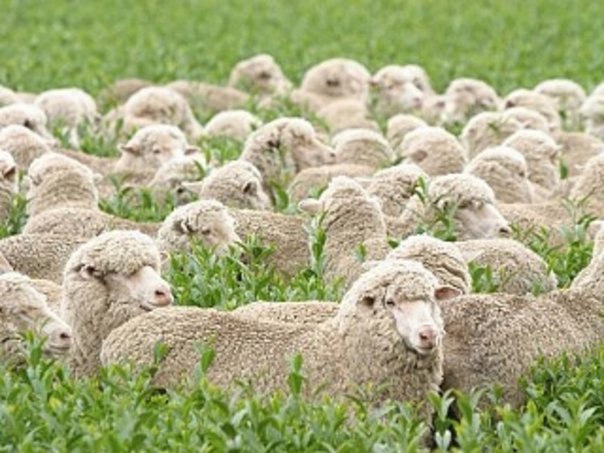 Δραπέτευσαν ντυμένοι ως… πρόβατα!
