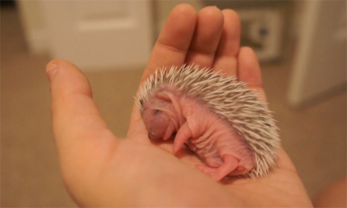 ΤΡΟΜΕΡΟ! Σκαντζοχοιράκι 7 ημερών κοιμάται μέσα στη χούφτα!