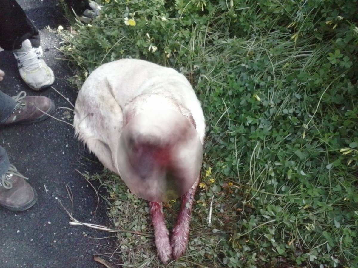 Ψάχνουν το κτήνος που πυροβόλησε εν ψυχρώ δύο σκύλους – Σοκαριστικές φωτογραφίες!