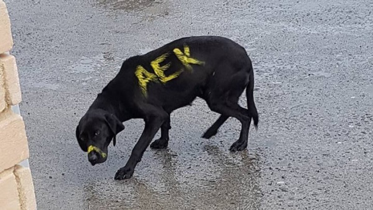 Η ΑΕΚ θέλησε να υιοθετήσει το άτυχο σκυλί!