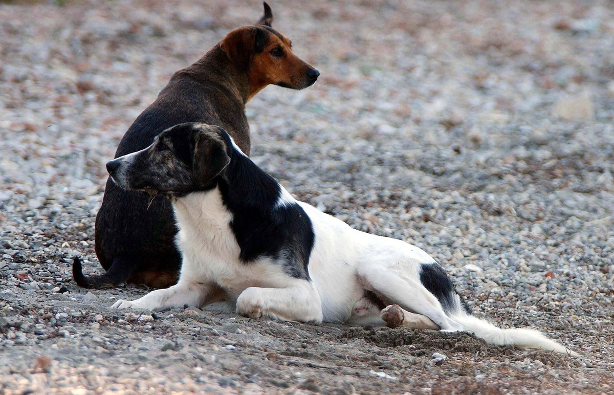 Λασίθι: Άγρια επίθεση σκυλιών σε ζευγάρι