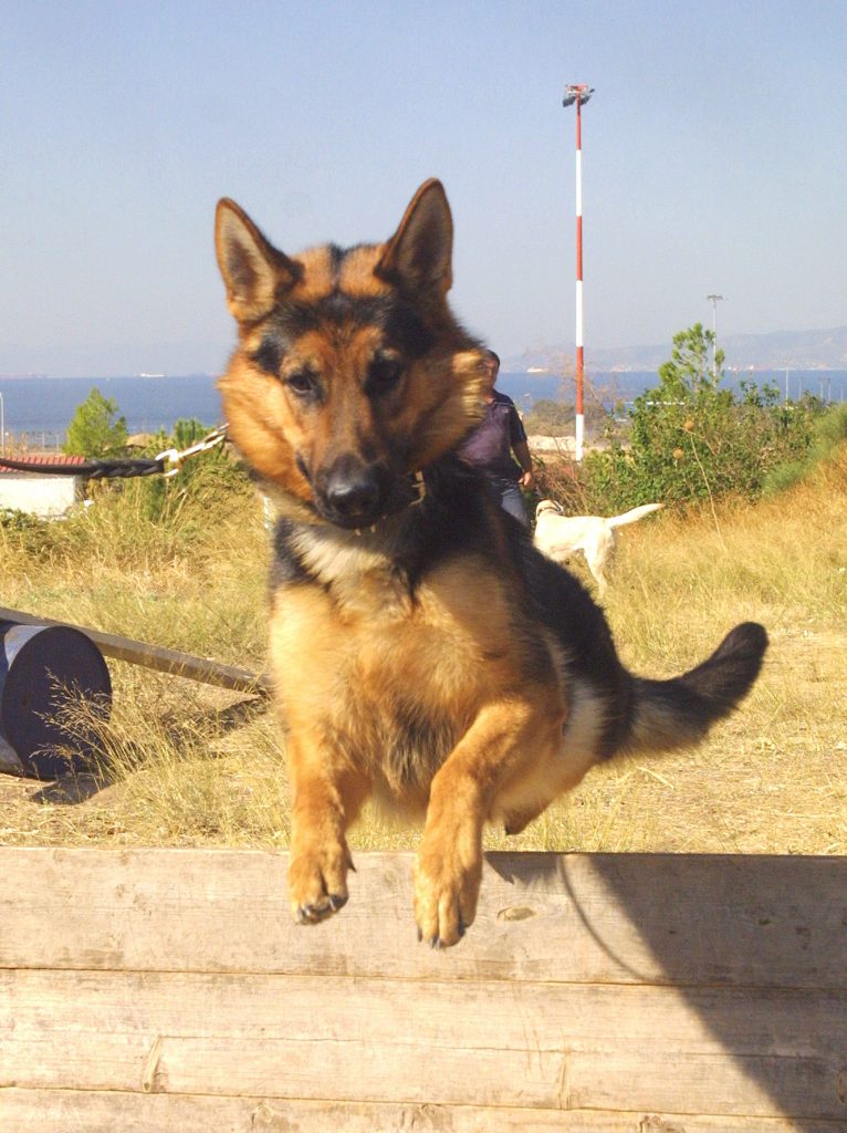 Σκύλος της αστυνομίας επί τω έργω ΦΩΤΟ EUROKINISSI