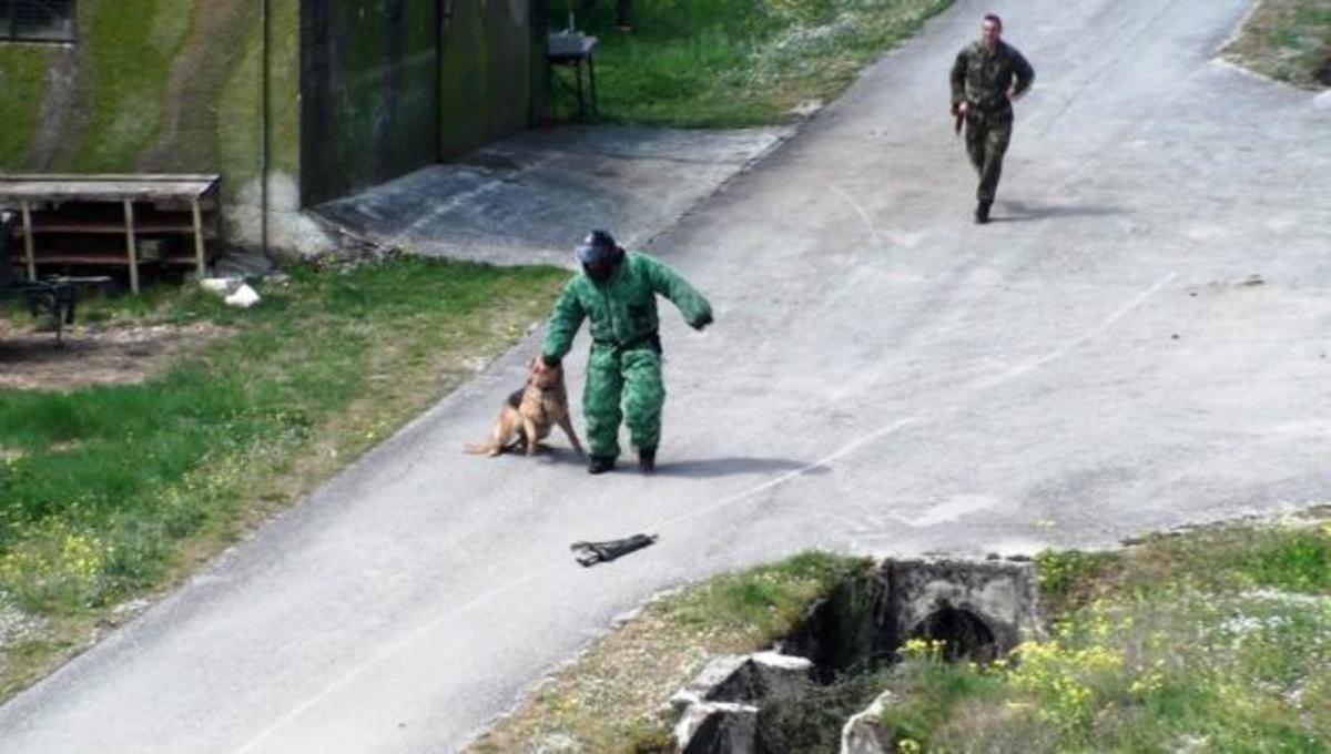 Στρατιωτικοί σκύλοι: Έτσι εκπαιδεύονται στο Στρατό ξηράς! [vid]