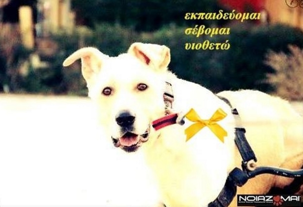 Εκστρατεία “κίτρινη κορδέλα” για τα σκυλιά