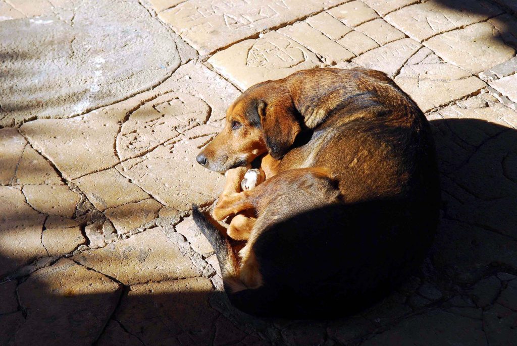 Βοηθήστε τα αδέσποτα της γειτονιάς σας! Πρακτικές συμβουλές από φιλοζωικές