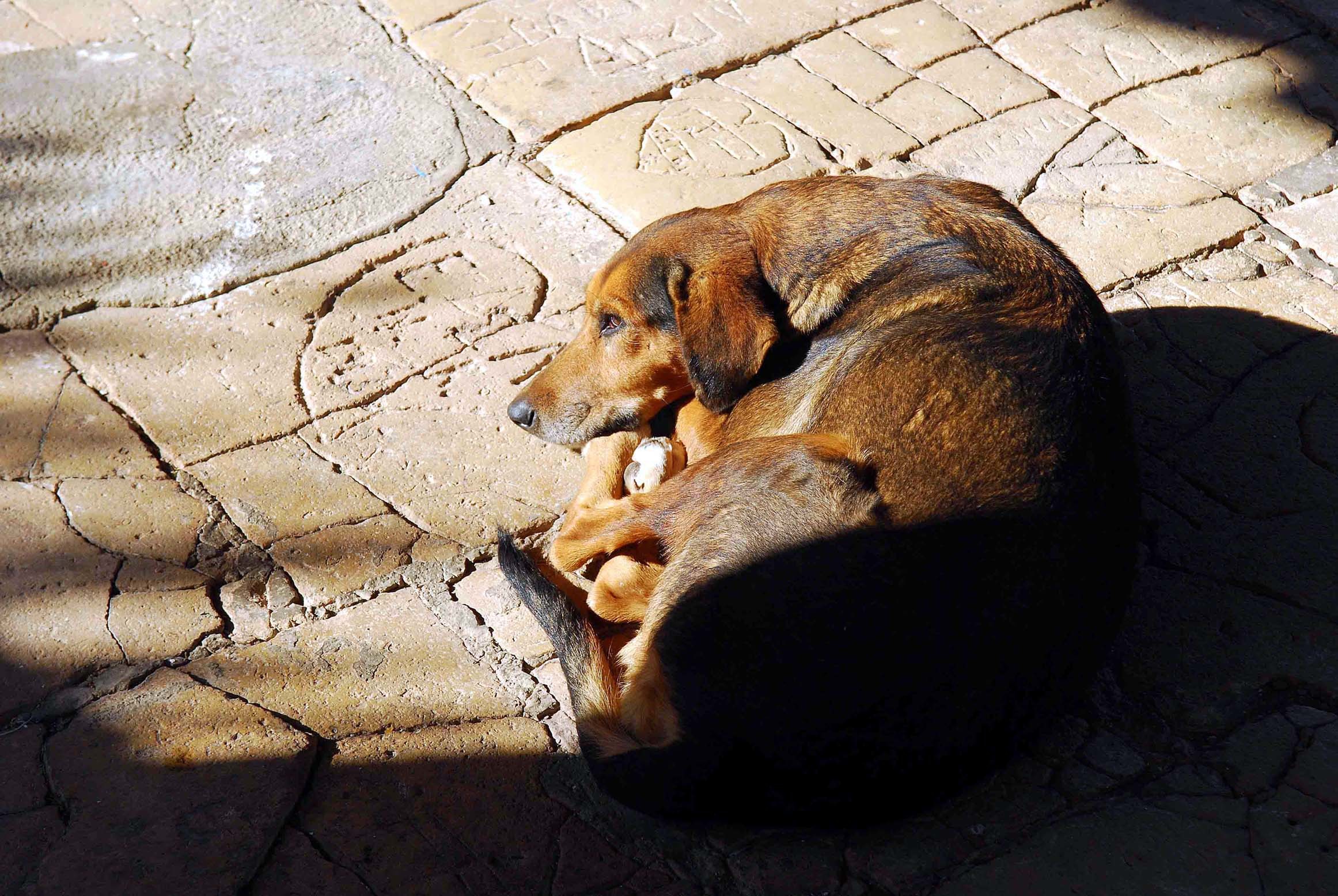 Μέτρα μετά το κρούσμα λύσσας στην Κοζάνη