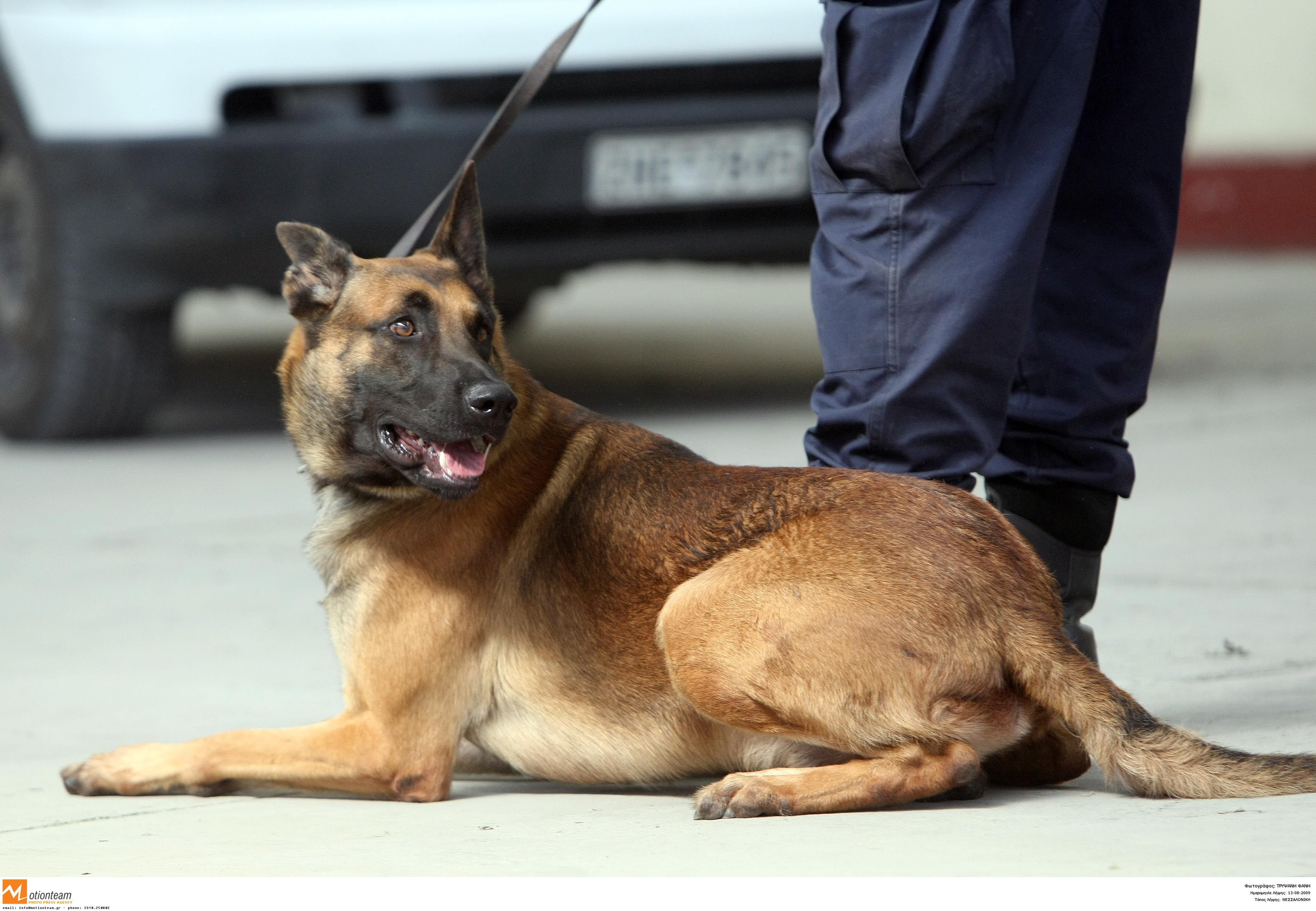 Σκύλοι βρίσκουν με την οσμή τον καρκίνο του προστάτη