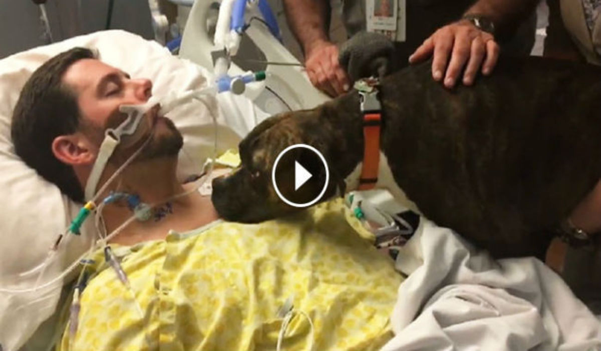 Ραγίζει καρδιές το τελευταίο αντίο ενός σκύλου στον ιδιοκτήτη του μέσα στο νοσοκομείο (vid)